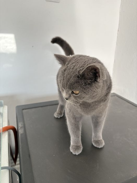 Pisica Brithis femela