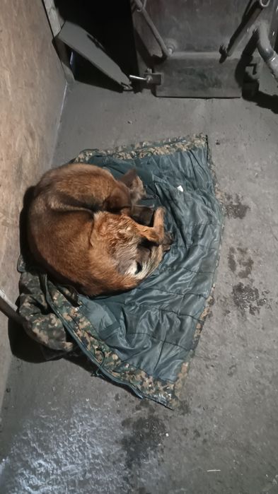 Бельгийская овчарка