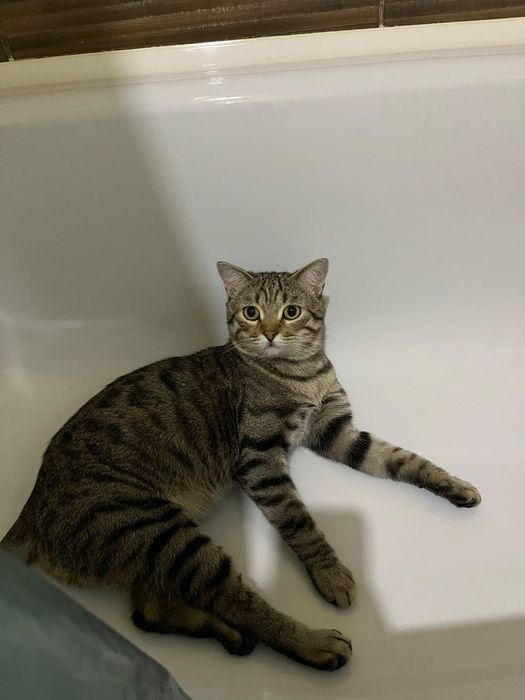 Отдаю в добрые руки кота
