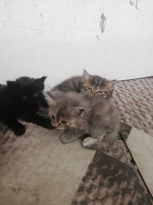Отдам даром котят