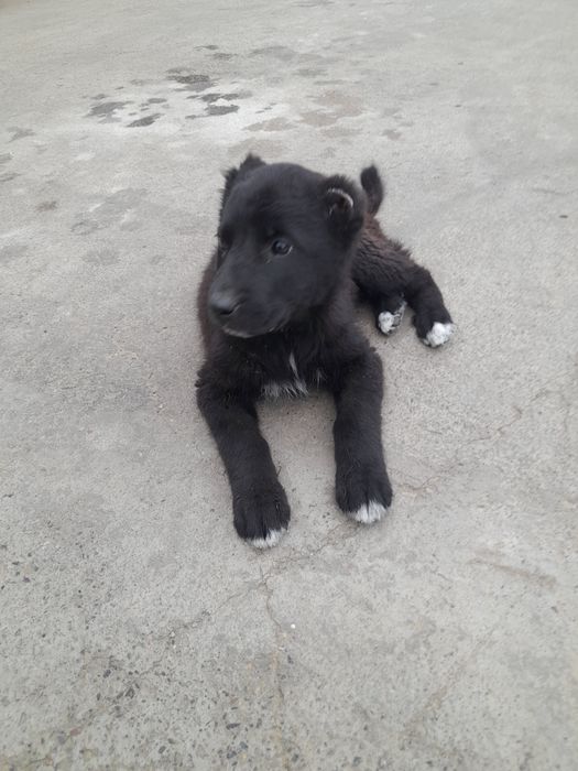 Күшік 1 айлық қазақ төбеттің күшігі.