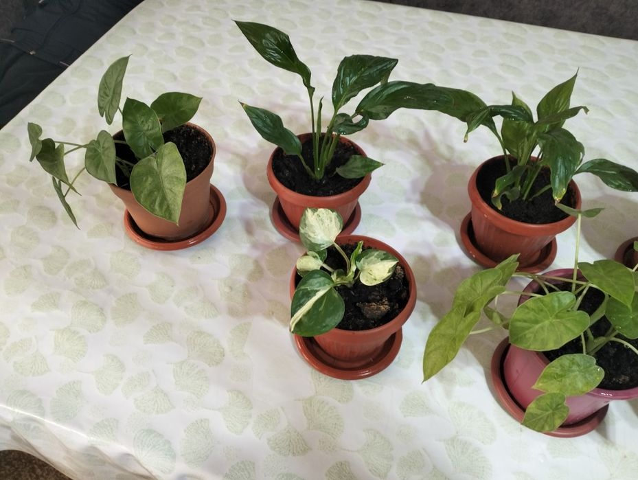 Домашние цветы для офиса