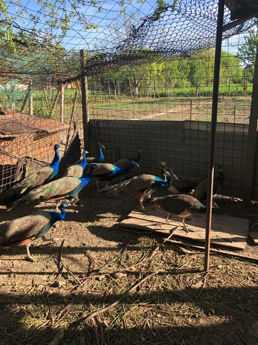 Vand pauni standard , 400 de lei bucata!!