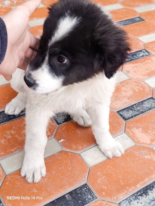 Chupon kuchuk 1.5 oylik erkak