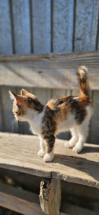 Отдам котят добрым людям