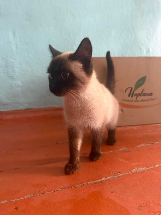 Котенок 4 месяца