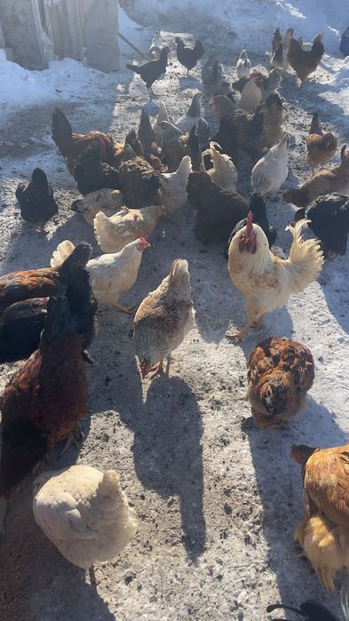 Уйдын тауыктары 5000 мннан