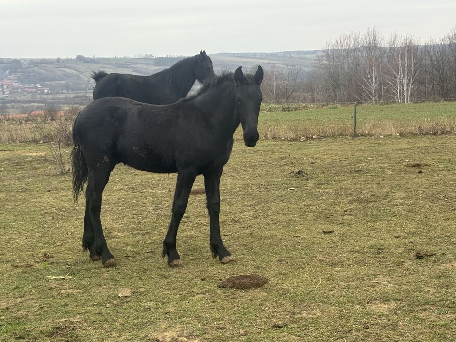 Vand un manz Friesian / Friz