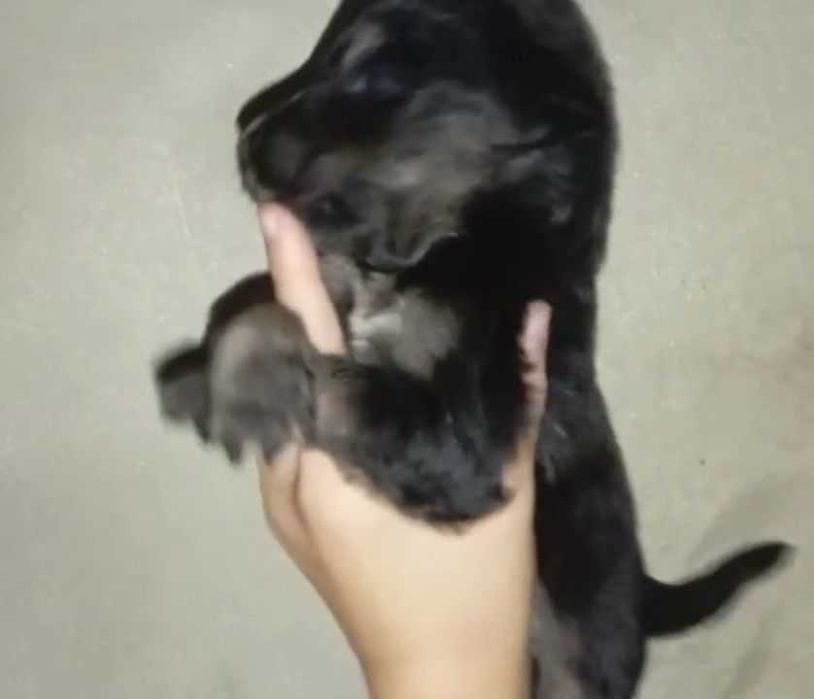 Щенки для охоты и семьи