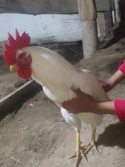 xoʻroz 2ta sotiladi