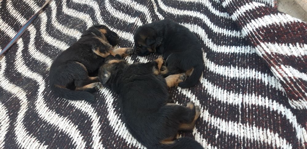 Немис кушиклери сатылады