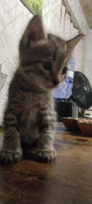 Даром отдадим миленького котёнка