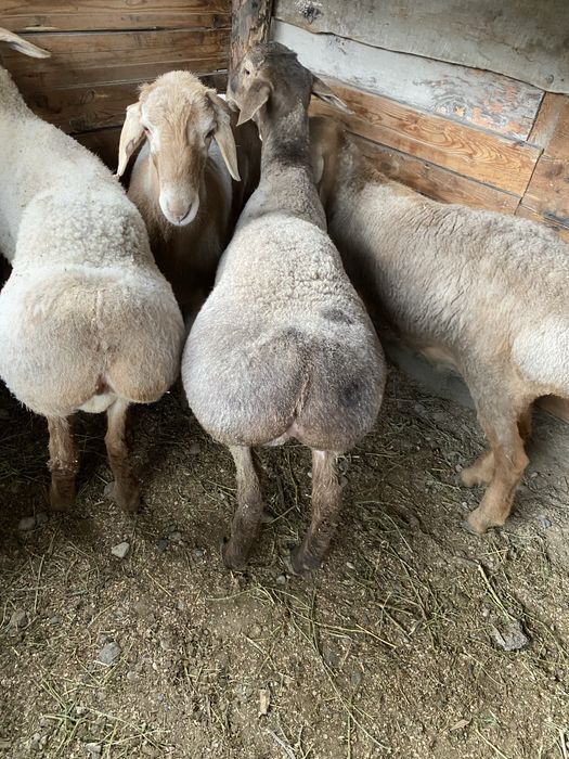 Токты кошкар семыз