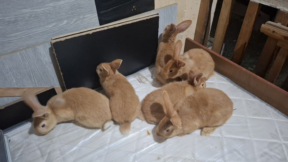 Burgund bollari sotiladi