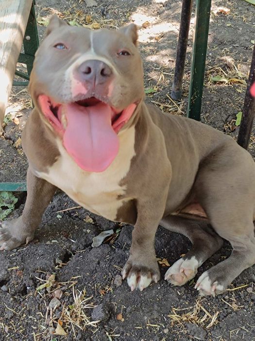 Американско були класик