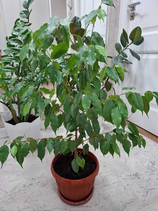 Фикус Бенджамина  94см