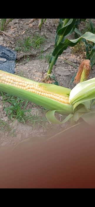 Selos uchun 4 ga  joʻxori maydoni bor sotladi