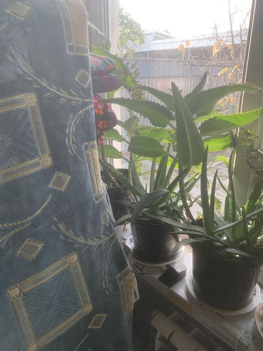 Цветы горшки много