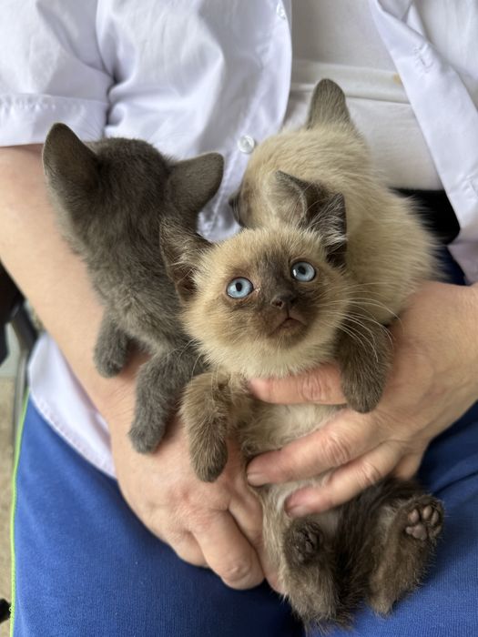В добрые руки котята