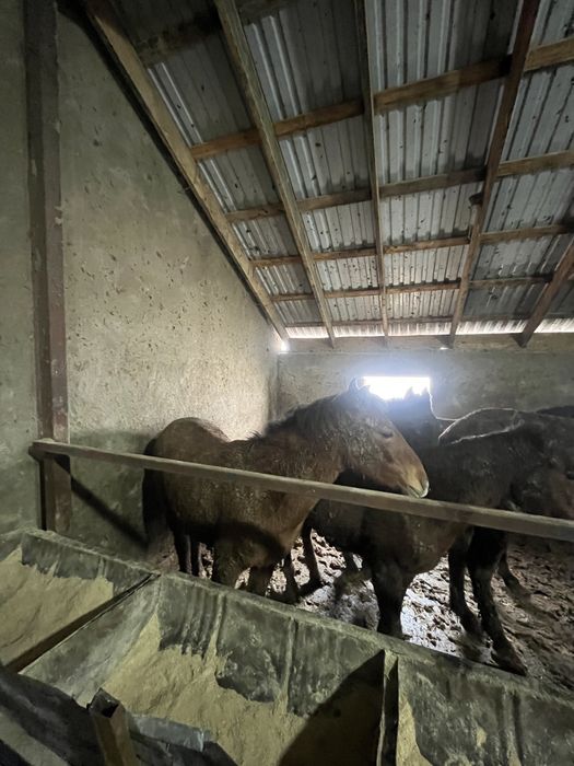 Тайлар сатыладыы