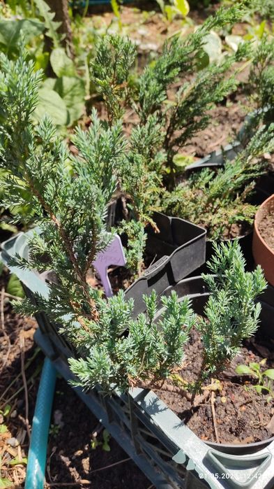 Продам  можжевельник туя