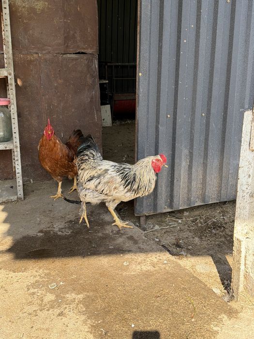 Продам петушков молодые