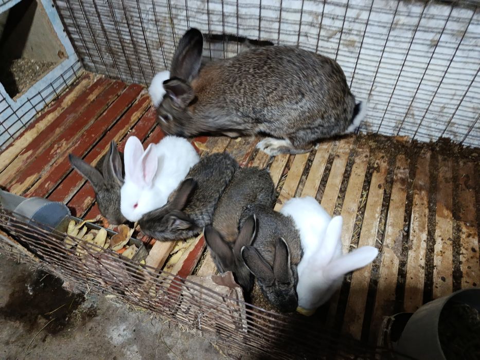 Продается крольчата
