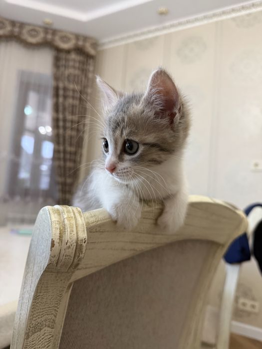 Котенок бесплатно
