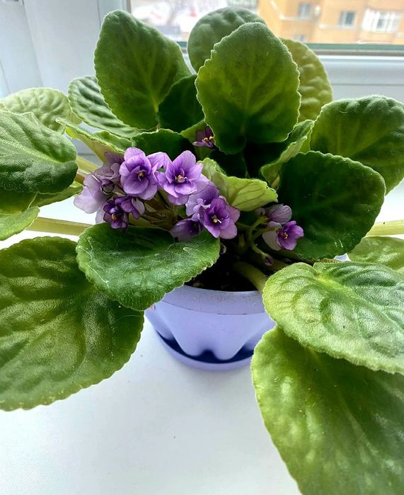 Продам комнатные фиалки