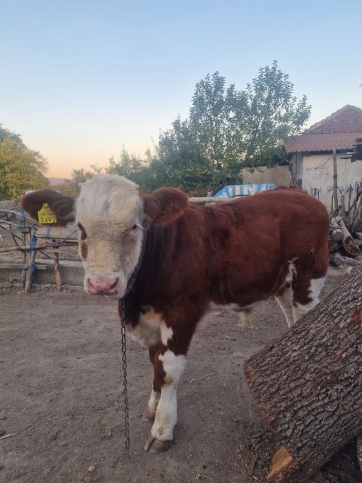 Vițel de casa , crescut natural și sănătos