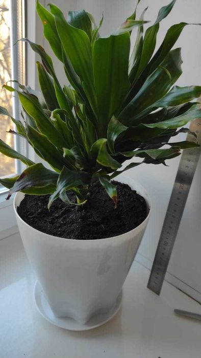 Драцена. (Dracaena).