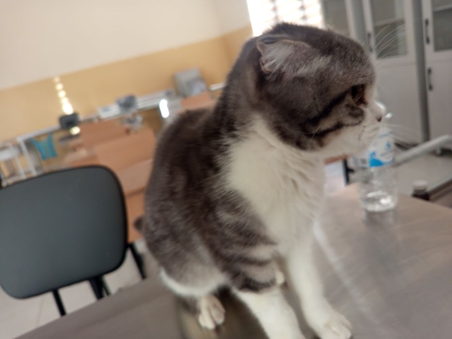 Tort oyoq ustida turgan katta dumbali ayollar (foto)