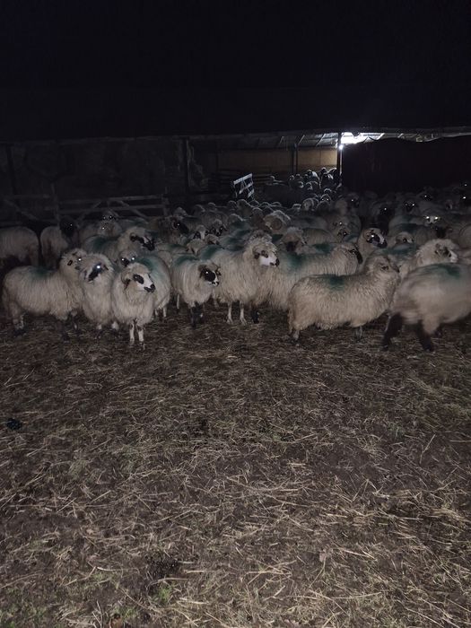 Se vinde turma de oi