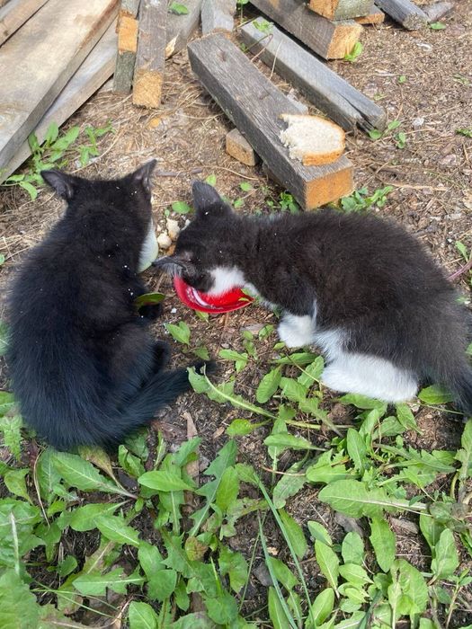 отдам  двух котят в добрые руки