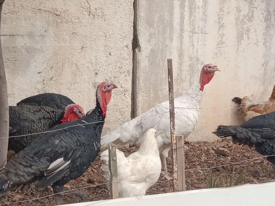 Продам молодых индюков порода хорошая израильская кормили всем натурал