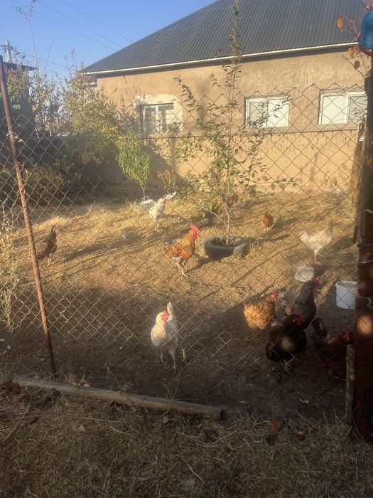 кораз сатылады срочно