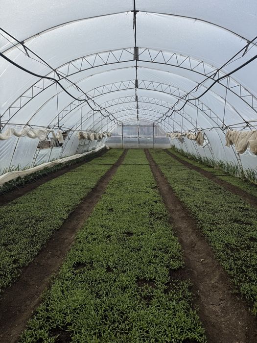 Разсад домати,пипер- директно от производител!