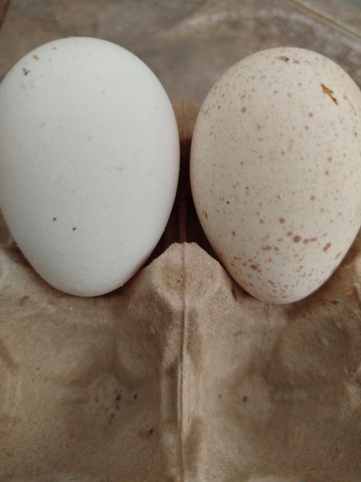 Яйца (Бройлерные индюки)