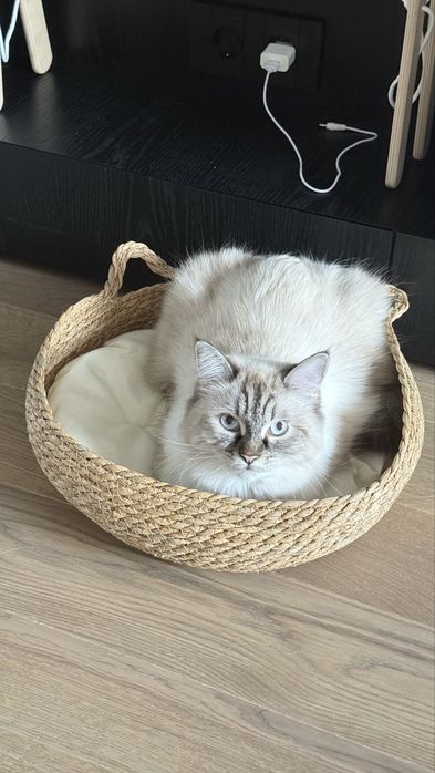 Корзинка для кошки для кота