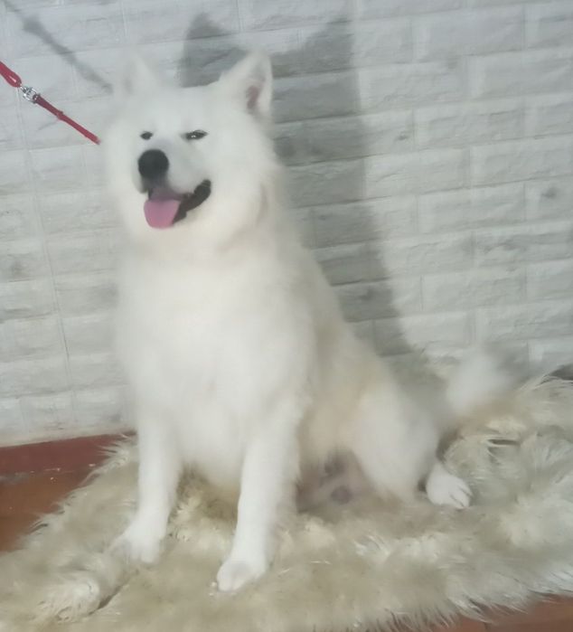 Груминг, стрижка кошек и собак