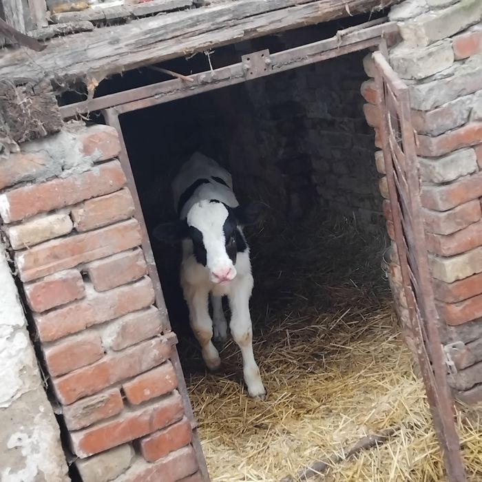 Vand un tauras de 2 saptamani