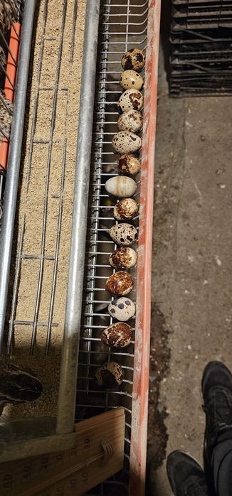 Vand ouă de prepeliță 0.20 lei bucata