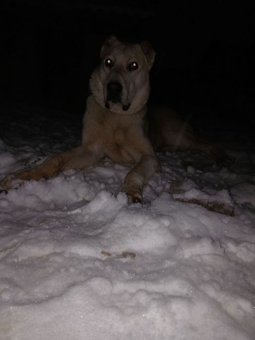 Alabay sotiladi 13 oyli