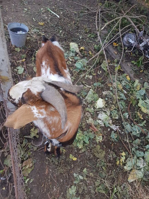 Продавам англонубийски пръч и коза