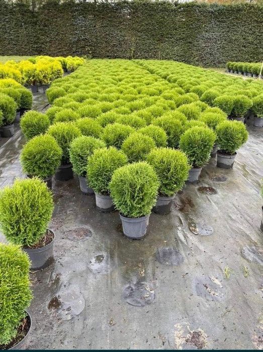 Thuia  leilandi plante