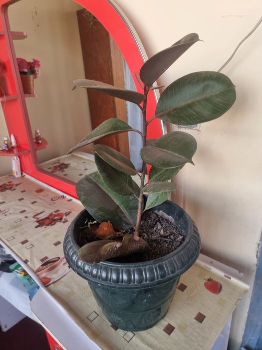 Qora shaxzoda guli 10 bargli chiroyli va sifatli