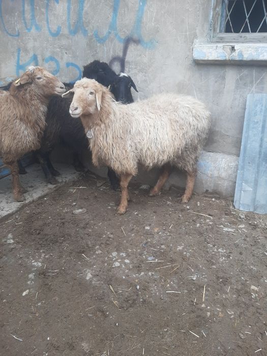 Кой сатылады 8 бас