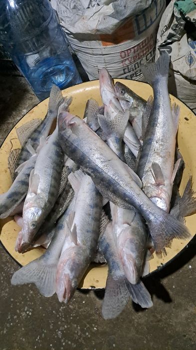 Судак сатылады свежий