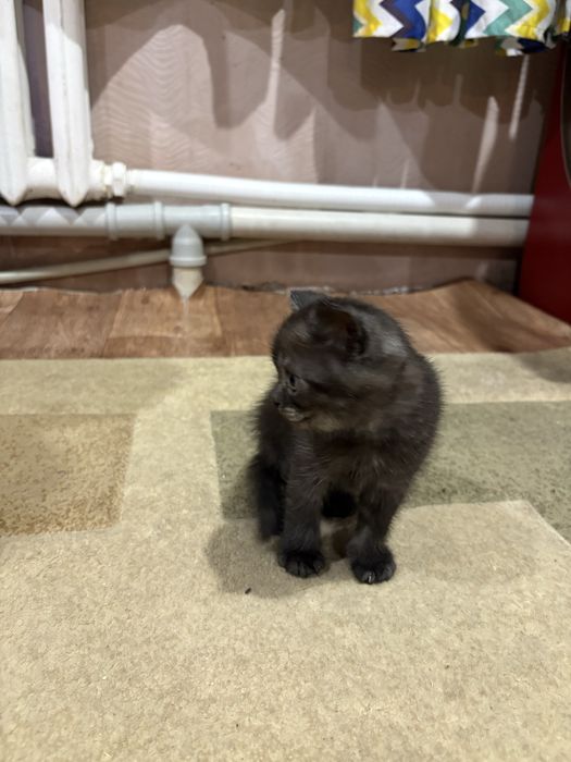 Продам котенка девочка