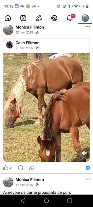 Iapă cu mânz de vânzare.